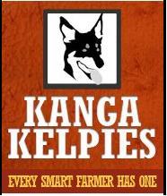 All Kanga Kelpie Stud pups are registered with the Working Kelpie Council of Australia & are pure breed Kelpies. Our bloodlines are over 30 years old.