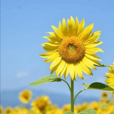 体育クラブの健全化!万博未払×!差別×!体育館にエアコン!斉藤知事違法!ジャニ問題補償とカウンセリング!統一教会!ストライキは権利!
ウクライナ、ガザに平和!沖縄!能登!
生活保護は権利!
買春の笑いは×!
選択的夫婦別姓を!
湊川親方,阪神中野くん,ファジアーノ📣、社交ダンス、声楽🎵寺社城👀、短歌俳句✒