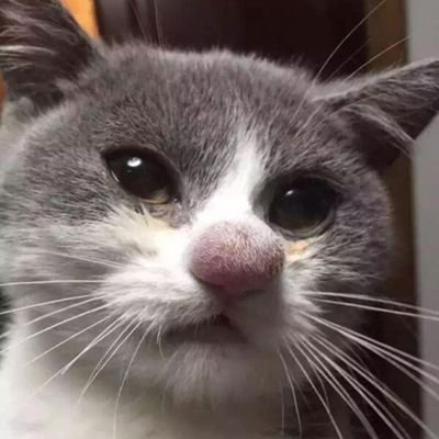 Felisca03162425's profile picture. 🐻‍❄️🤍