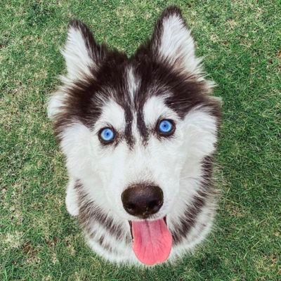 Welcome to the #husky Community. 
Follow us, for smile☺ 
This page is dedicated for all #husky Lovers & owners club.