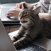grumpy garbanzo (@sotsuske) 's Twitter Profile
