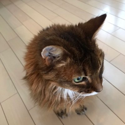 NACK5リスナー。
家で仕事しながらゆるゆる聴いております。
それ以外は食べて飲んで猫を愛でる毎日。