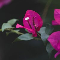 vuonglinhanh88 (@linhanhv) 's Twitter Profile