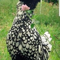 DERMAN ÇAĞLAR (@emr_011) Twitter profile photo