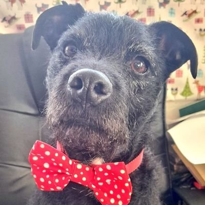 Tweets from a little black dog on a historic narrowboat, sometimes selling coal and diesel and sometimes just off on adventures!
Also on FB, Instagram & YouTube