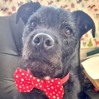 Tommy (@coalboatpuppy) 's Twitter Profile Photo Tommy (@coalboatpuppy) 's Twitter Profile Photo