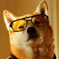 CoolDoggo (@cooldoggo14) 's Twitter Profile