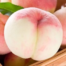 |TS독자앤솔| 복숭아 만지지 마세요 복숭아 울어요さんのプロフィール画像