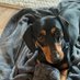 Humphrey PickerGain (@humphrey_topdog) Twitter profile photo Humphrey PickerGain (@humphrey_topdog) Twitter profile photo