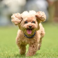 たゆりん☆（5歳）🐾💎葵ふうちゃん (@tayurinz) 's Twitter Profile