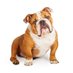 Uglydog15 (@uglybulldog15) Twitter profile photo Uglydog15 (@uglybulldog15) Twitter profile photo