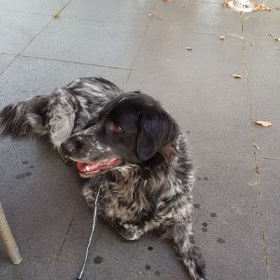 DanielMaijs's profile picture. 