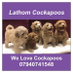 LATHOM COCKAPOOS (@lcockapoos) Twitter profile photo LATHOM COCKAPOOS (@lcockapoos) Twitter profile photo