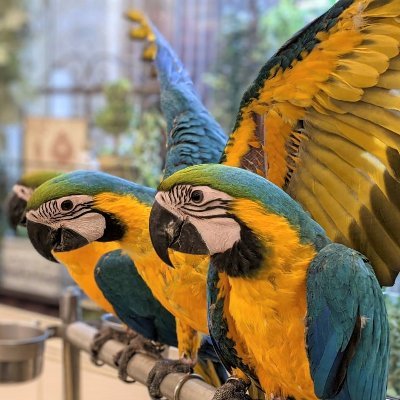 こんにちは!100羽以上の鳥さんたちと遊べ、お迎えできる鳥好きさんのためのお店です♪ かわいい鳥さんたちの様子やお得な情報などを発信しています! 販売中の仔たちについてはこちら⇒https://t.co/7aagfDlTA7