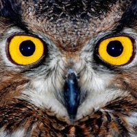 ANKARA KUŞU (@ankara_kusu) 's Twitter Profile Photo ANKARA KUŞU (@ankara_kusu) 's Twitter Profile Photo