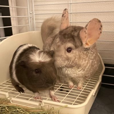 3人暮らし👩🏻🐭🐹||すずちゃん🐭 （チンチラ/パステルエボニー♀ ）🎂2020年7月9日 🏠2020年9月16日|| ここくん🐹 （クレステッドモルモット/バイカラー♂）🎂2021年12月16日生🏠2022年2月19日 ||よろしくお願いします♪