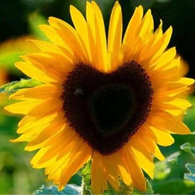 murchja's profile picture. 