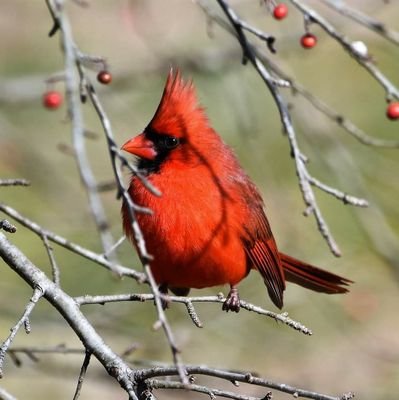 Education, Naturalist & Environmentalisft; Fedup with the Liberal Democracy ideology in capitalist world. Especial love & reputation for wildlife/avian life!!