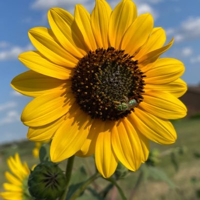 MaryR's profile picture. Heavy metal, hockey loving, curling fan; a cataloguer (librarian) with some political science on the side