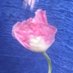 Plantas Medicinales🥰❤️HerbNavigatorOfTheWorld❤️🥰 (@herbnavigatores) Twitter profile photo Plantas Medicinales🥰❤️HerbNavigatorOfTheWorld❤️🥰 (@herbnavigatores) Twitter profile photo