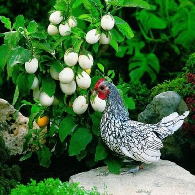 D4XL4's profile picture. 