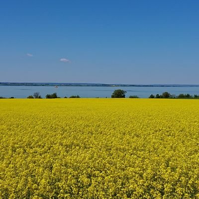 VD för @SAMI_Sverige Svenska Artisters och Musikers Intresseorganisation