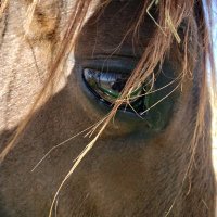 Reenchanted Thoroughbreds(@OttbsRock) 's Twitter Profile Photo