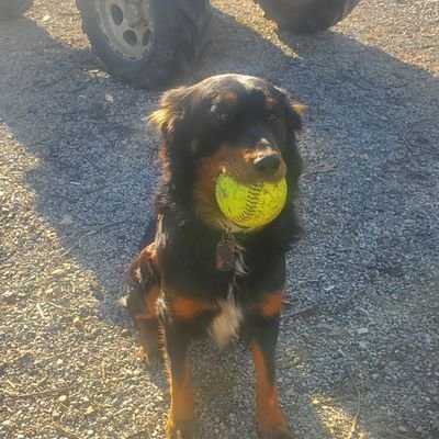 stymieprawn's profile picture. UNA Baseball 1984, Retired Detective Sgt. Corinth, Ms Police Dept. ....Hotty Toddy...