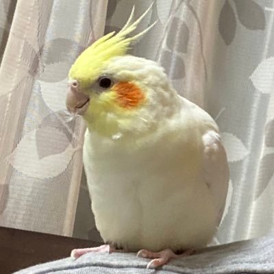 ロードレース🚴‍♂️（ロードレース観戦&サイクリスト）ダーツ🎯サッカー⚽️ギター🎸オカメインコ🦜ペンギン🐧システムエンジニア💻＃ロードバイク＃ロードレース＃サイクリング