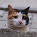 halil (@kokcuhalil) Twitter profile photo halil (@kokcuhalil) Twitter profile photo