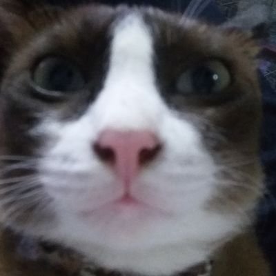 saijungt's profile picture. 