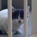 の~ら(=^ェ^=)み~た (@karikari1976) Twitter profile photo の~ら(=^ェ^=)み~た (@karikari1976) Twitter profile photo