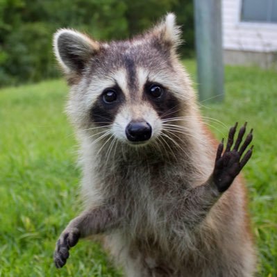 The only Raccoon that loved trading crypto! Est. 2017 #Bitcoin - Stopped because bear market was coming. RIP @CryptoBoyFreddy