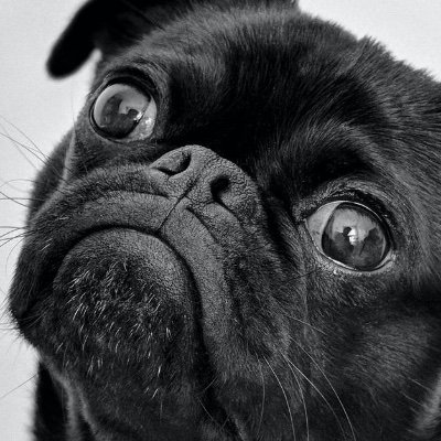 Wondering WTF. ET DISCLOSURE NOW! We Follow All Pugs!                                     My pledge to you: I will NEVER have a blue check mark.