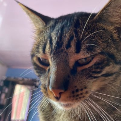 JohnPad56916266's profile picture. 