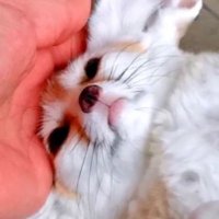 ᅟ (@dailyfennecs) 's Twitter Profile Photo ᅟ (@dailyfennecs) 's Twitter Profile Photo