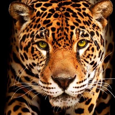 mtotomessi Profile Picture