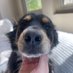 Master Milo (@mastermilox) Twitter profile photo Master Milo (@mastermilox) Twitter profile photo