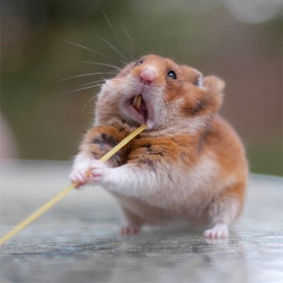 anonhamster1 Profile Picture