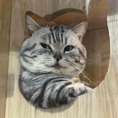 elkyf1's profile picture. 