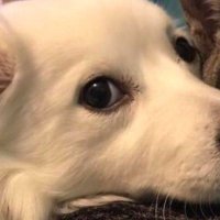 Selin aka uyandırma servisi (@energ3ticsloth) Twitter profile photo