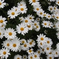 サチ (@sachi_tora7) 's Twitter Profile
