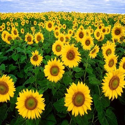 CosmicG14022448's profile picture. 