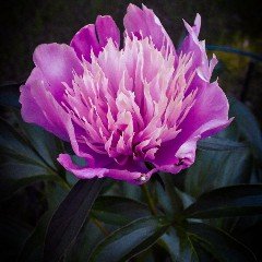 bmcclkim's profile picture. Shut the Fuck up and lift motherfucker all dayyyy  warning if hungry and im looking at you strange im figuring how to bbq you