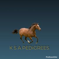 K S A pedigrees (@ksapedigrees) Twitter profile photo