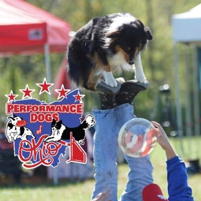 Agility Dog Show - Energetic Canine Performance 2022