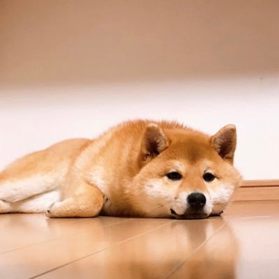 柴犬 つむ