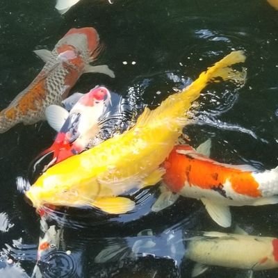 rugbyfb_r_d's profile picture. 美味しい物やお酒🍶が大好きな主婦🎶息子２人👨‍👩‍👦‍👦
気になった物はすぐお取り寄せ🍖
LOVE💜松本潤くん💜 ラグビー観戦🏉　 旅行✈️　 現地名産品☺️　 御朱印巡り⛩️　 温泉♨️　 　舞台🎬  映画鑑賞🎥