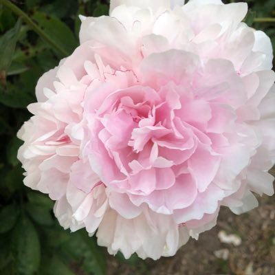 peonies4liberty Profile Picture