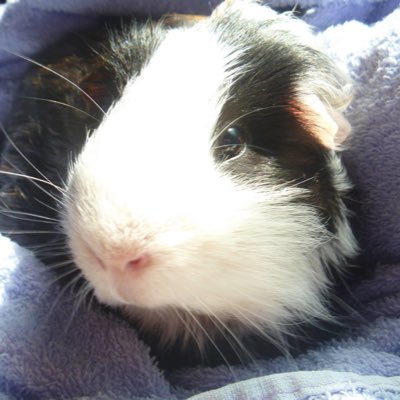 ramblingivy22's profile picture. Living life in the slow lane.